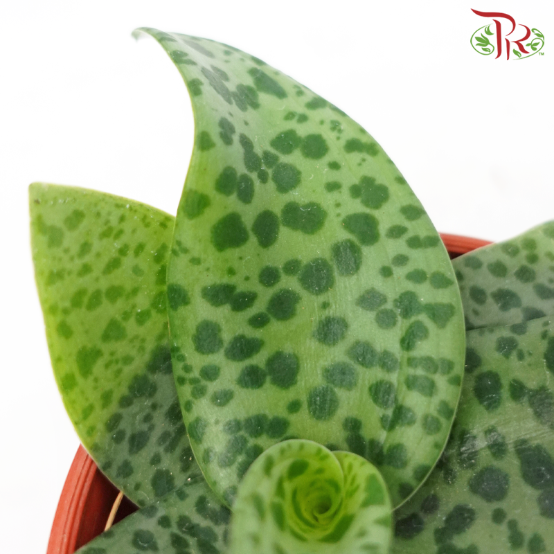 Drimiopsis Kirkii《油点百合》-Pudu Ria Florist-prflorist.com.my