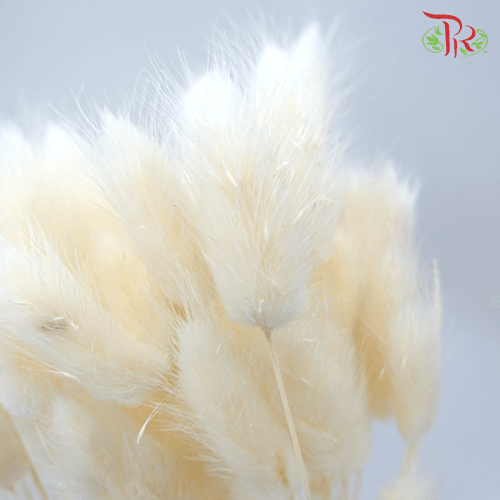Dry Lagurus - Bunny Tails White-White-China-prflorist.com.my