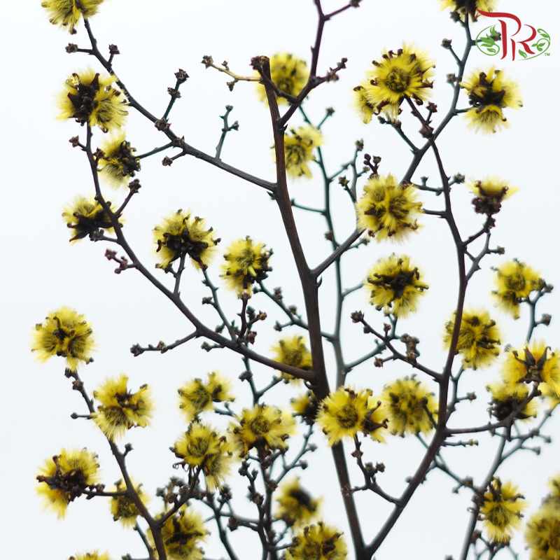 Dry Stirlingia Yellow (Per Bunch) Pudu Ria Florist