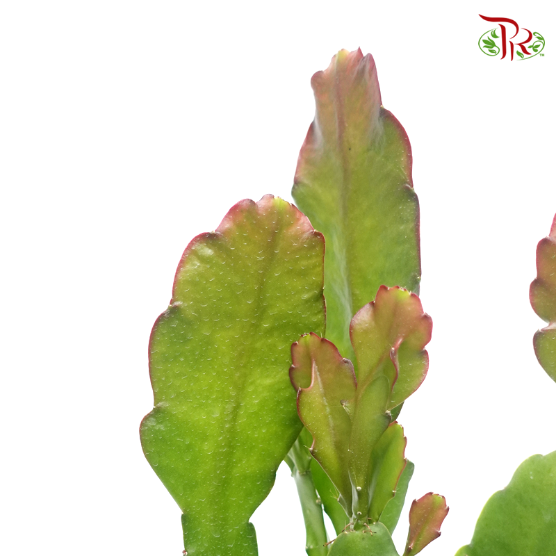 Epiphyllum Purple 《昙花》-Pudu Ria Florist-prflorist.com.my