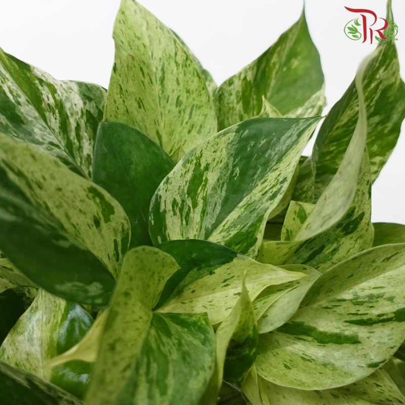 Epipremnum Marble Queen P120《大理石女王》