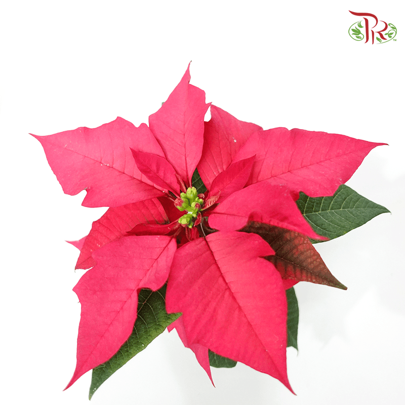 Euphorbia Pulcherrima Christmas Feeling Pink 《圣诞红》-Pudu Ria Florist-prflorist.com.my