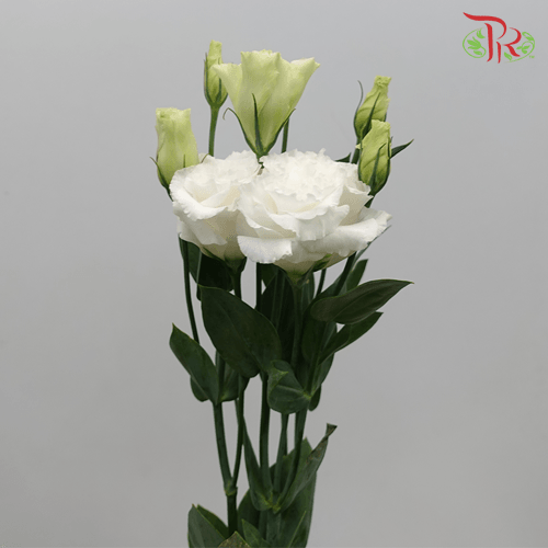 Eustoma Wave - White (650-750 Gram)-White-China-prflorist.com.my