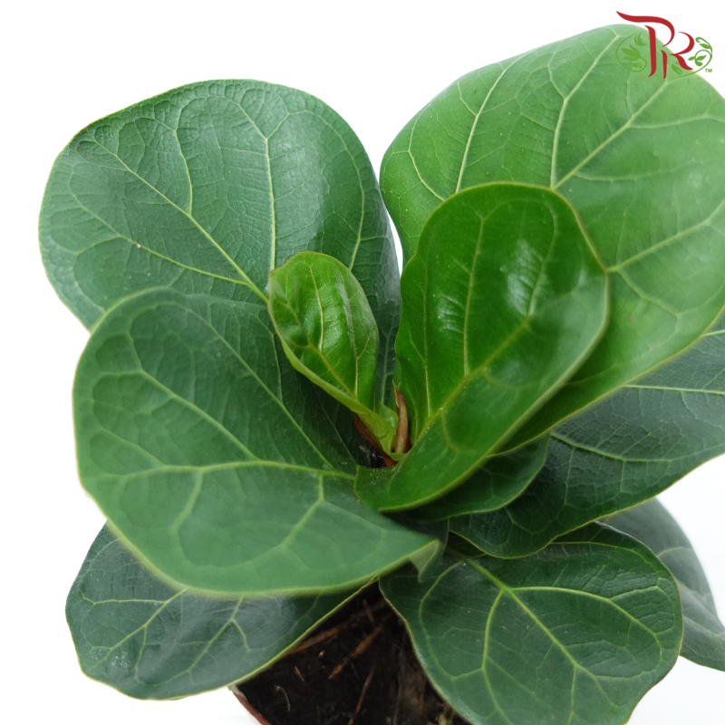 Ficus Lyrata Bambino P90《琴叶榕》-Pudu Ria Florist-prflorist.com.my