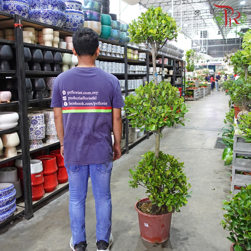Ficus Microcarpa 5FT《人参榕》 – Pudu Ria Florist - Main Image