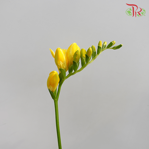 Freesia - Yellow (10 Stems)-Yellow-Netherland-prflorist.com.my