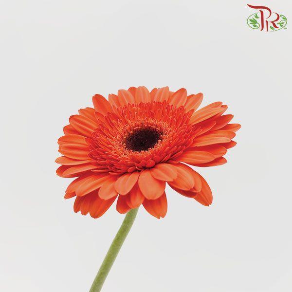 Gerbera - Orange Red (9-10 Stems)-Malaysia-prflorist.com.my