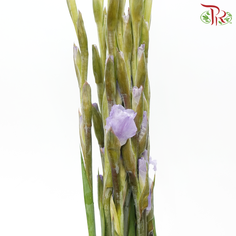 Gladiolus - Wisteria Lilac (9-10 Stems)-Lilac-China-prflorist.com.my