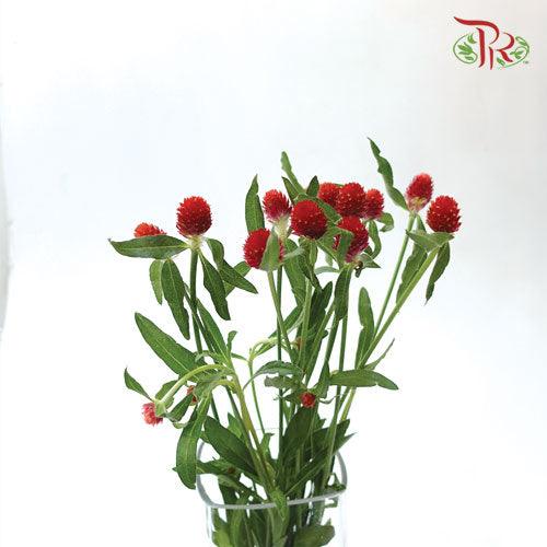 Gomphrena Strawberry - (10 Stems) ***Small-Red-Import-prflorist.com.my