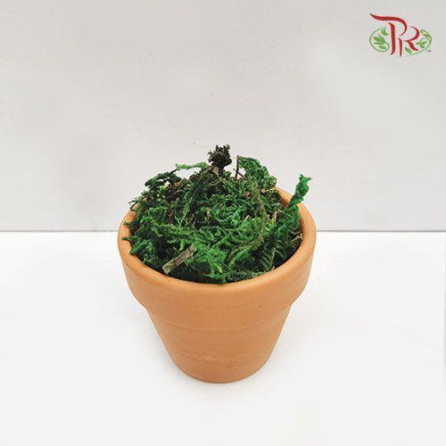 Green Coloured Dried Moss - 常绿苔藓-Pudu Ria Florist-prflorist.com.my