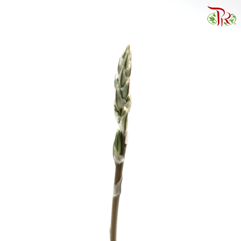 Haworthia Mirror Ball 《大葉樓蘭玉露》