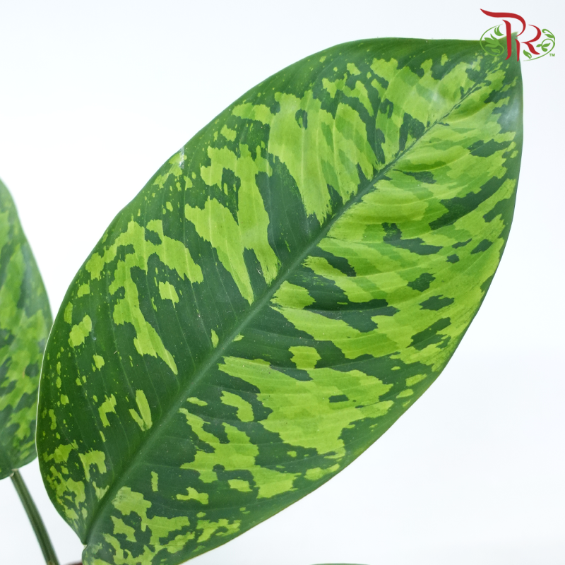 Homalomena Wallisii P160《彩春雪芋》-Pudu Ria Florist-prflorist.com.my