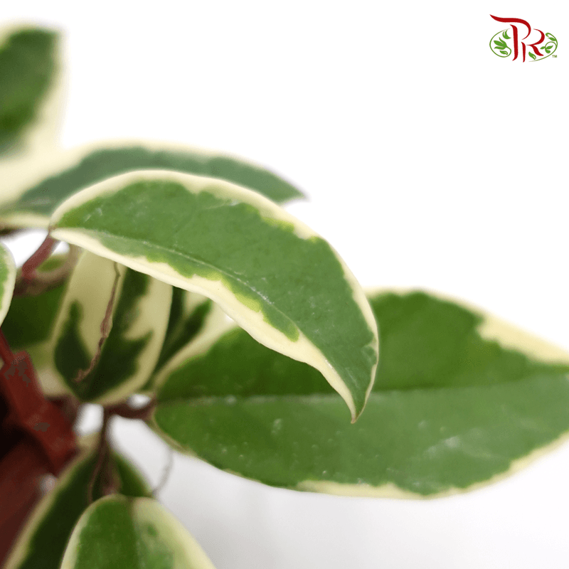 Hoya Krimson Queen 《克里姆森王后毬蘭》-Pudu Ria Florist-prflorist.com.my