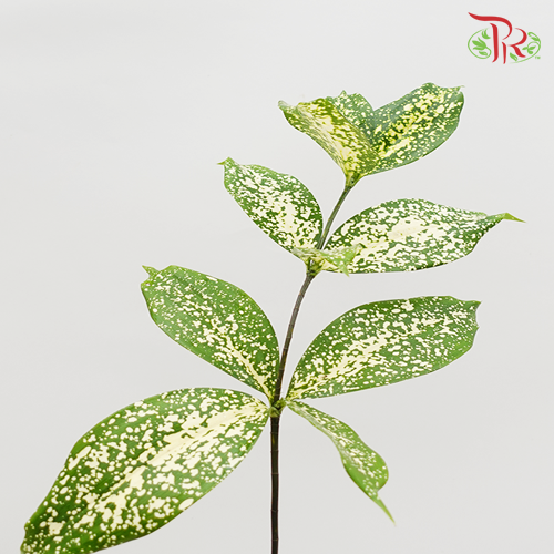 HW - Johor Leaf (Florida Beauty)-Malaysia-prflorist.com.my