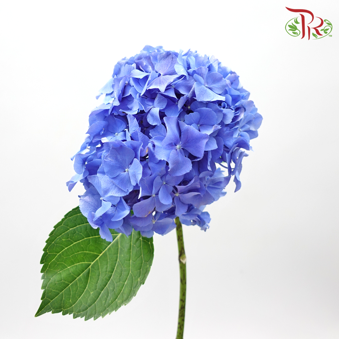 Hydrangea - Dark Blue (Per Stem)-Blue-China-prflorist.com.my