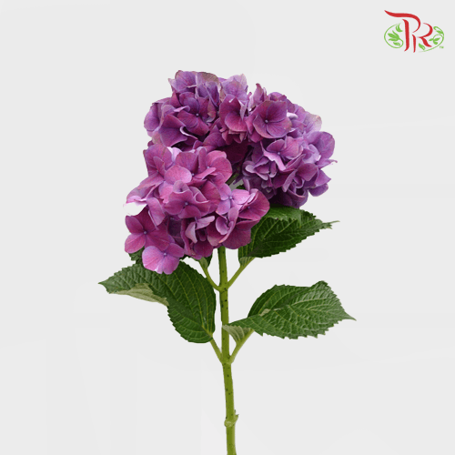 Hydrangea - Trophy Purple (Per Stem)-Purple-Vietnam-prflorist.com.my