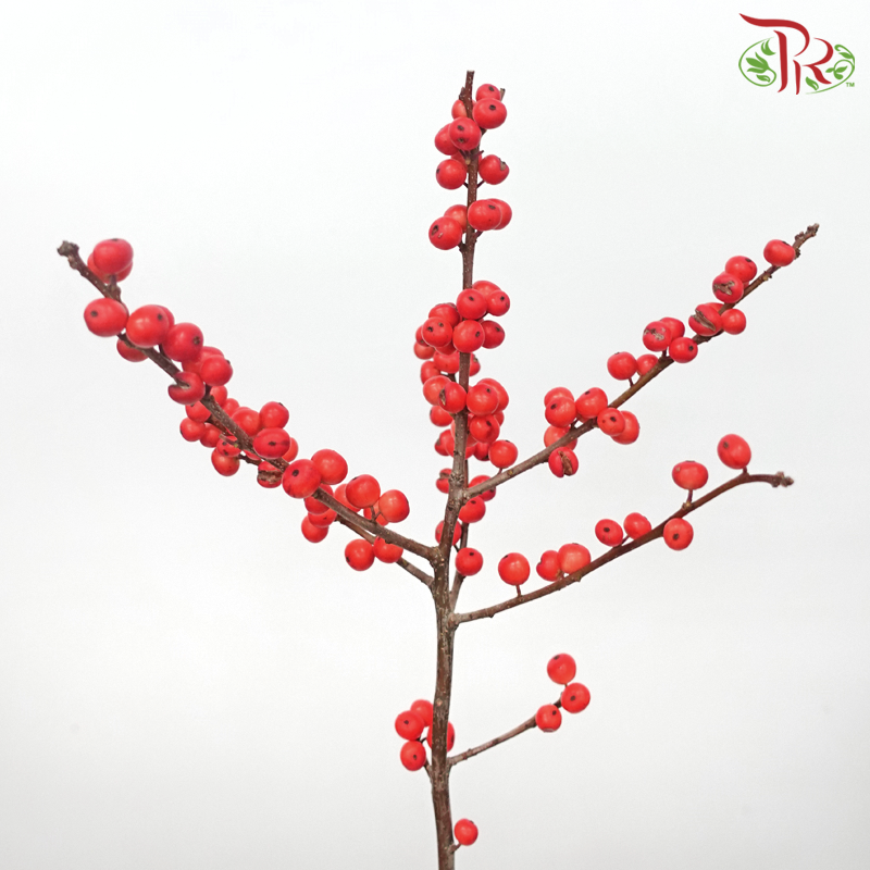 Ilex Verticlilata Orange - 60cm (Per Stem) - Pudu Ria Florist