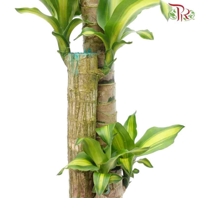 Iron Tree 3 in 1- 2FT《铁树/巴西木》(Random Choose Leaves Colour)-Pudu Ria Florist-prflorist.com.my