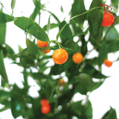 Italy Ruscus - (Per Bunch)-Import-prflorist.com.my