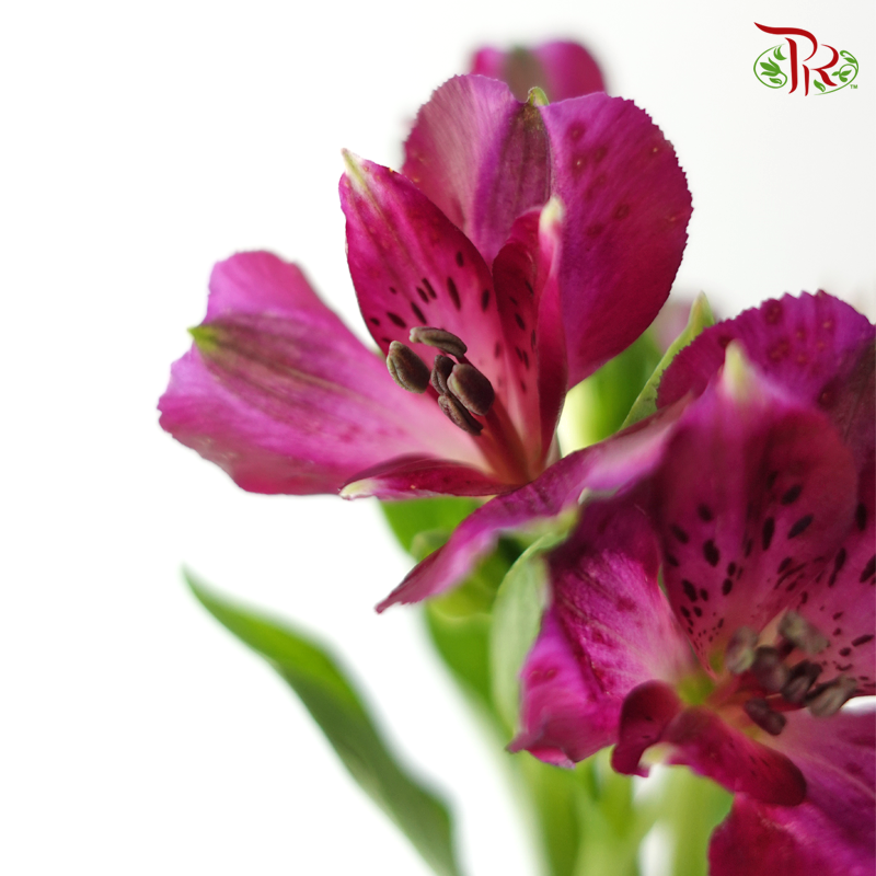 Alstroemeria - Purple (10 Stems)