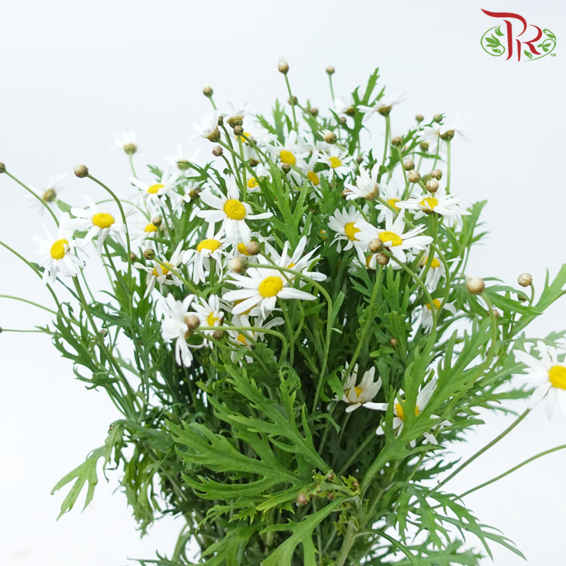 Leucanthemum - White (Per Bunch)-White-China-prflorist.com.my