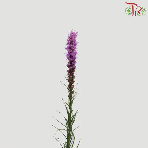 Liatris - (10 Stems)-Purple-Import-prflorist.com.my