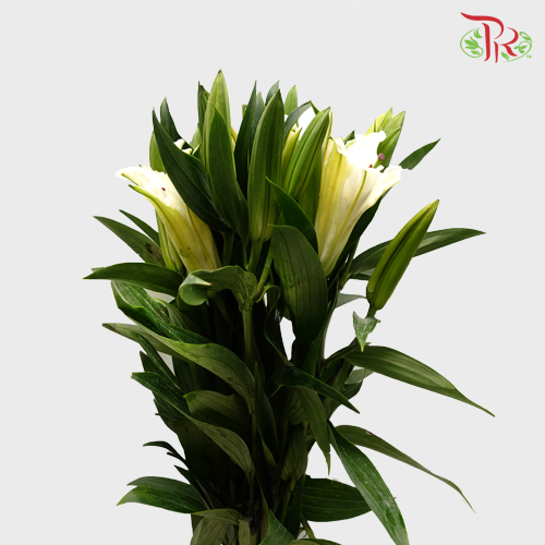 Lily 3+ Siberia - White (5 Stems)-White-China-prflorist.com.my