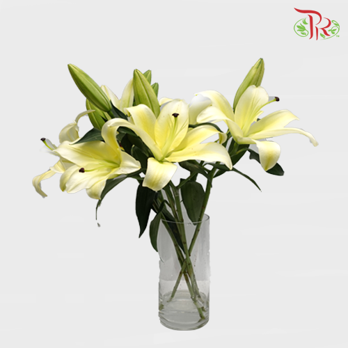 Lily 4+- Manissa Yellow (5 Stems)-Yellow-China-prflorist.com.my