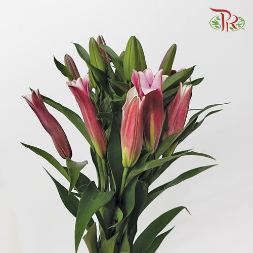Lily Oriental Robina / Barcadi 2 & 3 & 4 + - (5 Stems)-Pink-Vietnam-prflorist.com.my