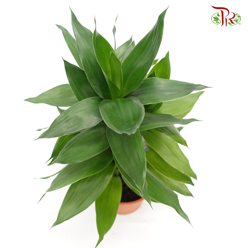 Lotus Bamboo (3 in 1) 《荷花竹》-Pudu Ria Florist-prflorist.com.my