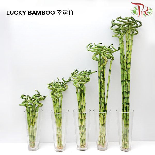 Lucky Bamboo 幸运竹 - (10 Stems) (50cm/60cm/80cm/100cm/120cm)-Pudu Ria Florist-prflorist.com.my