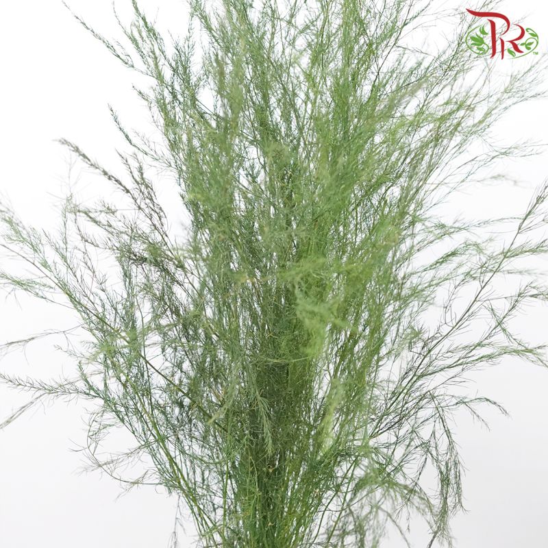 Luxuncao (Asparagus Grass) - (Per Bunch)-China-prflorist.com.my