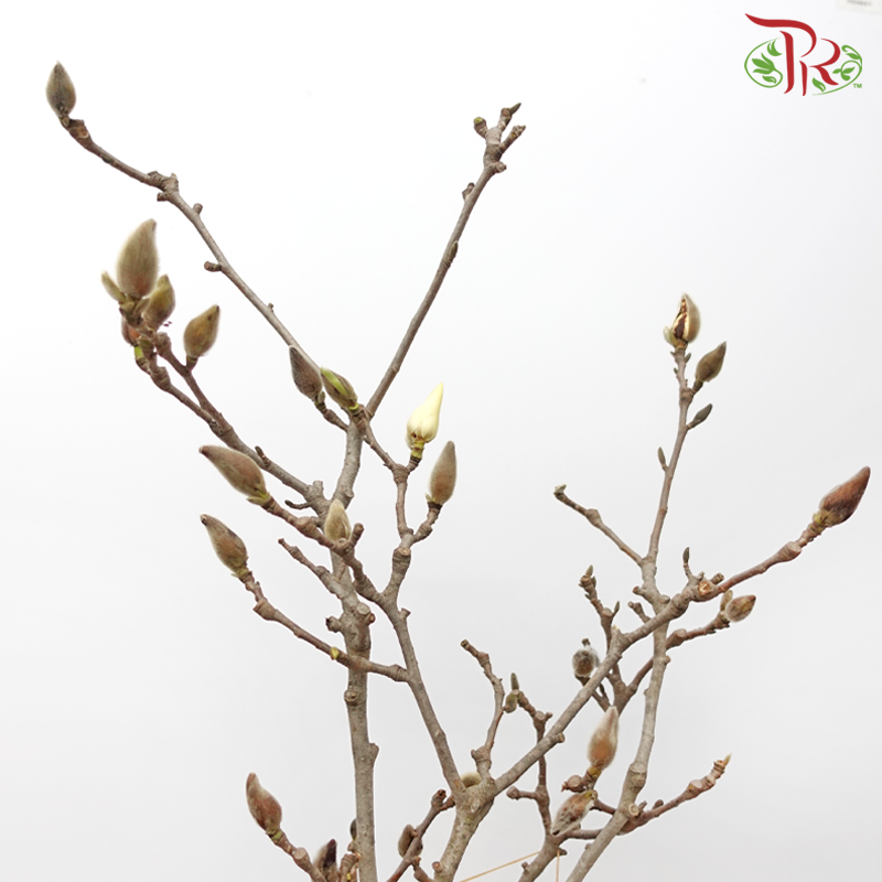 Magnolia Flower Yulan White《玉兰枝》- (Per Bunch)