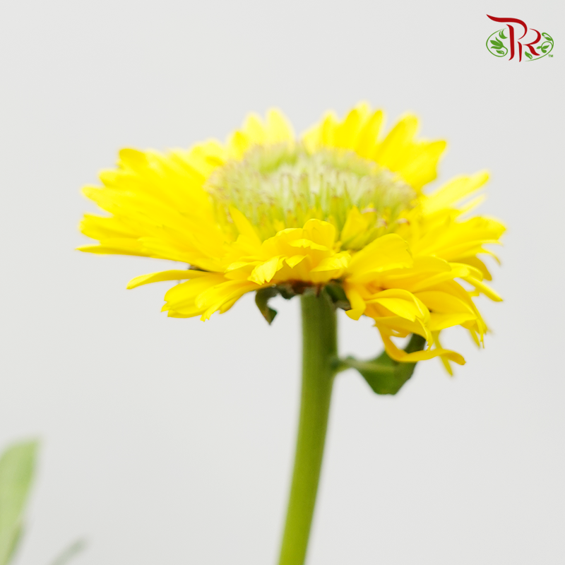 Marigold - Yellow (10 Stems)-Orange-China-prflorist.com.my