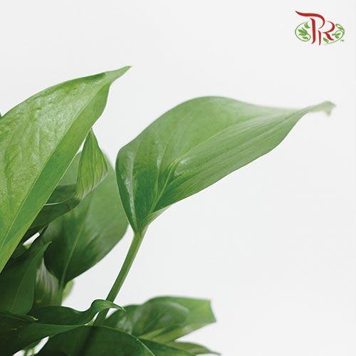 Money Plant 《万年青》-Pudu Ria Florist-prflorist.com.my