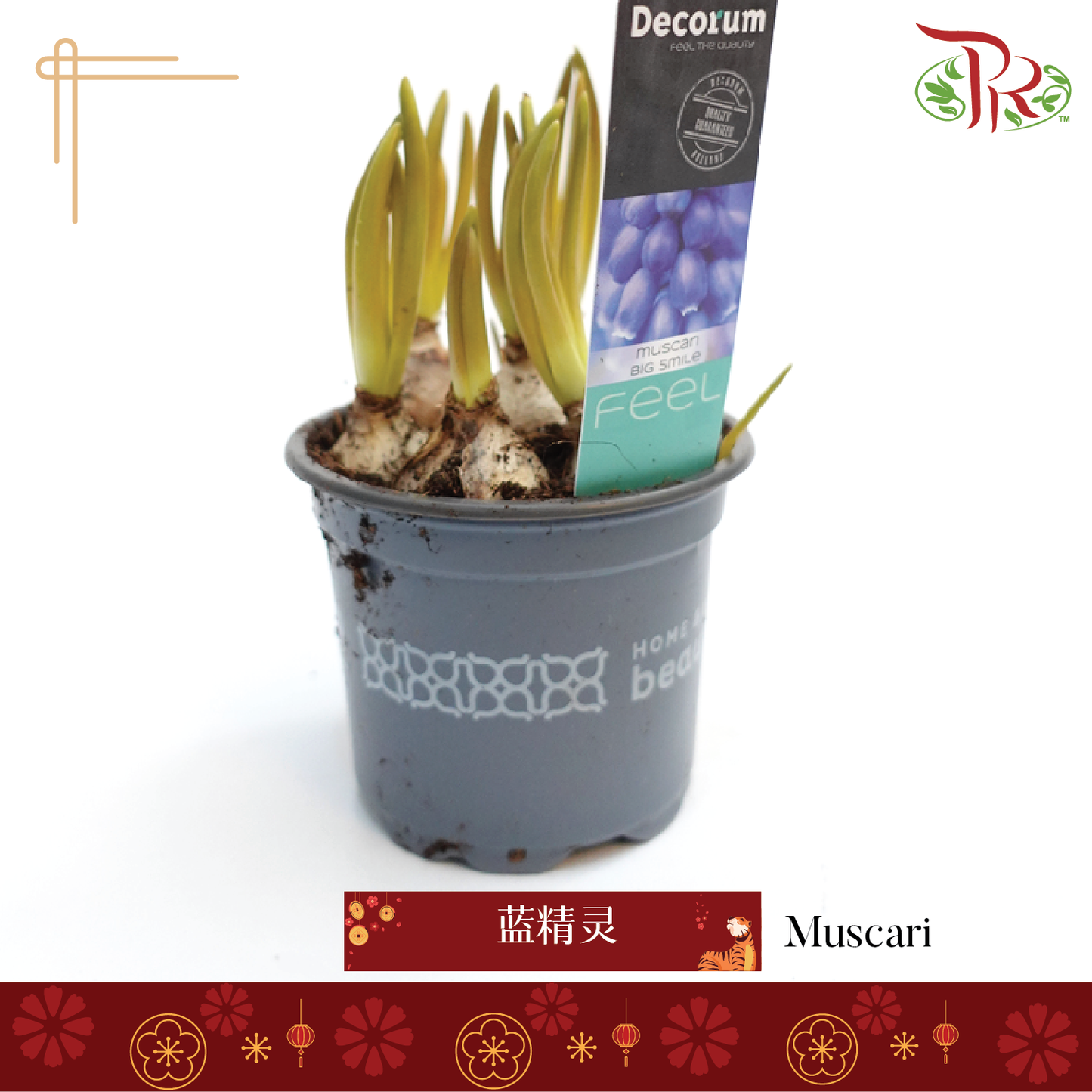 Muscari Big Smile 《篮精灵》