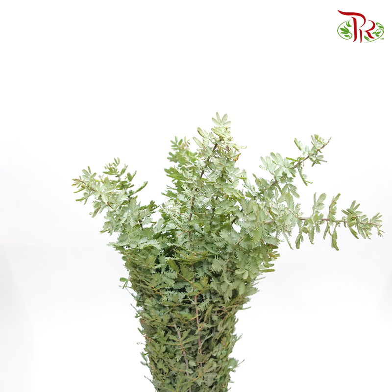 Olive Leaf - (Per Bunch)-China-prflorist.com.my