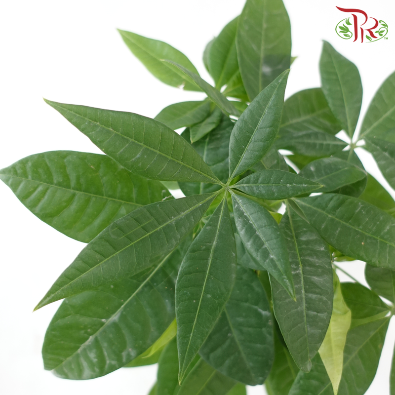 Pachira Buddha Hand P90《发财树》-Pudu Ria Florist-prflorist.com.my