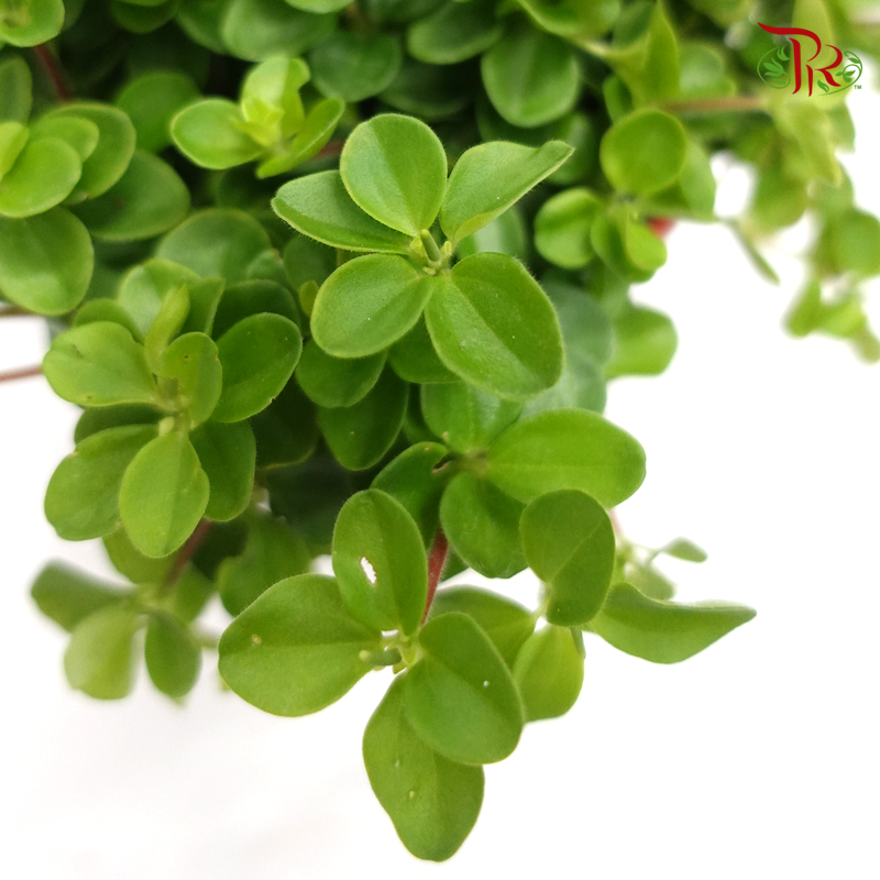 Peperomia Mini Valley 《圆蔓椒草》-Pudu Ria Florist-prflorist.com.my