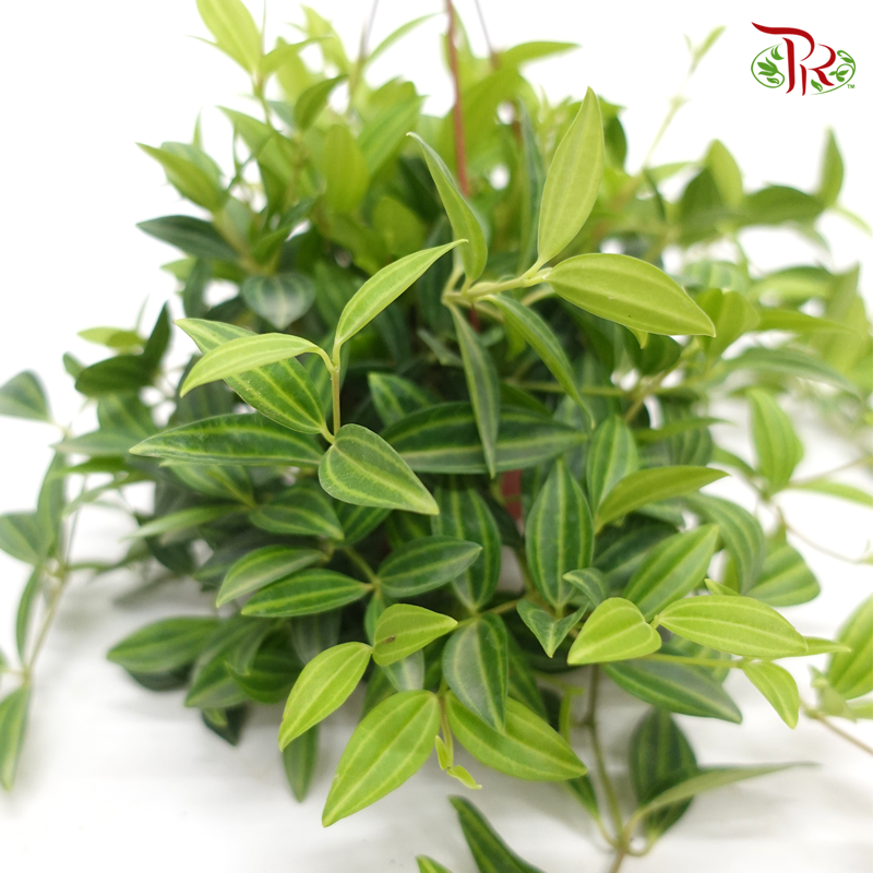 Peperomia Parallel《白脈椒草》-Pudu Ria Florist-prflorist.com.my