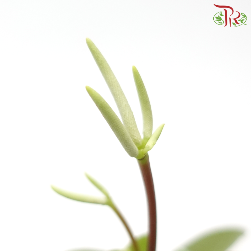 Peperomia Polybotrya《雨滴椒草》-Pudu Ria Florist-prflorist.com.my