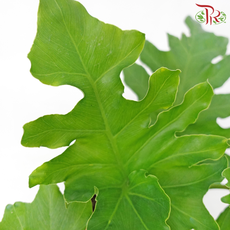 Philodendron Selloum P150《羽裂蔓绿绒》-Pudu Ria Florist-prflorist.com.my