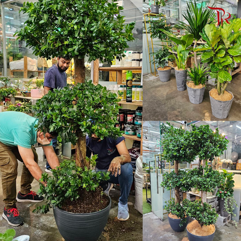 indoor plant repotting service Plant Repotting Service (Door-to-door Service) – Pudu Ria Florist