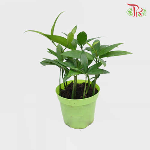 Podocarpus Nagi《竹柏》 – Pudu Ria Florist
