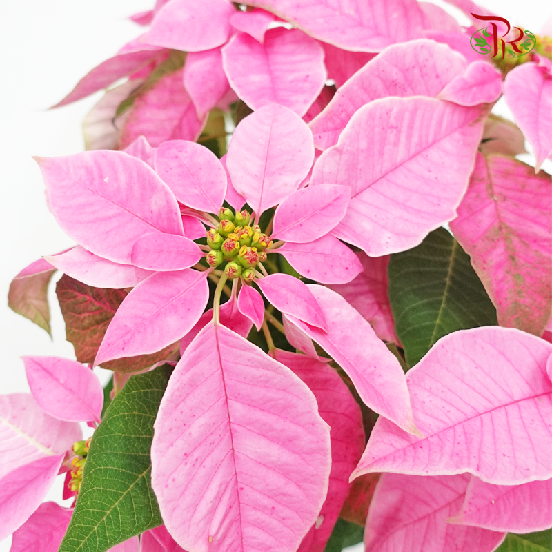 Poinsettia- Pink《圣诞红》-Pudu Ria Florist-prflorist.com.my