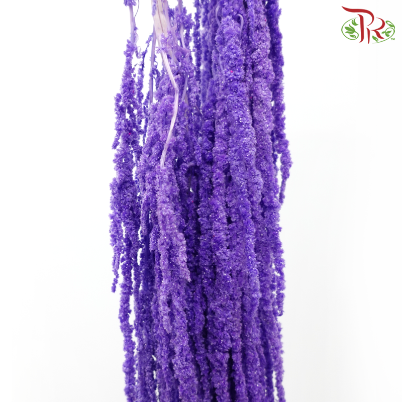 Preservative Amaranthus - Purple (Per Bunch)-Purple-China-prflorist.com.my