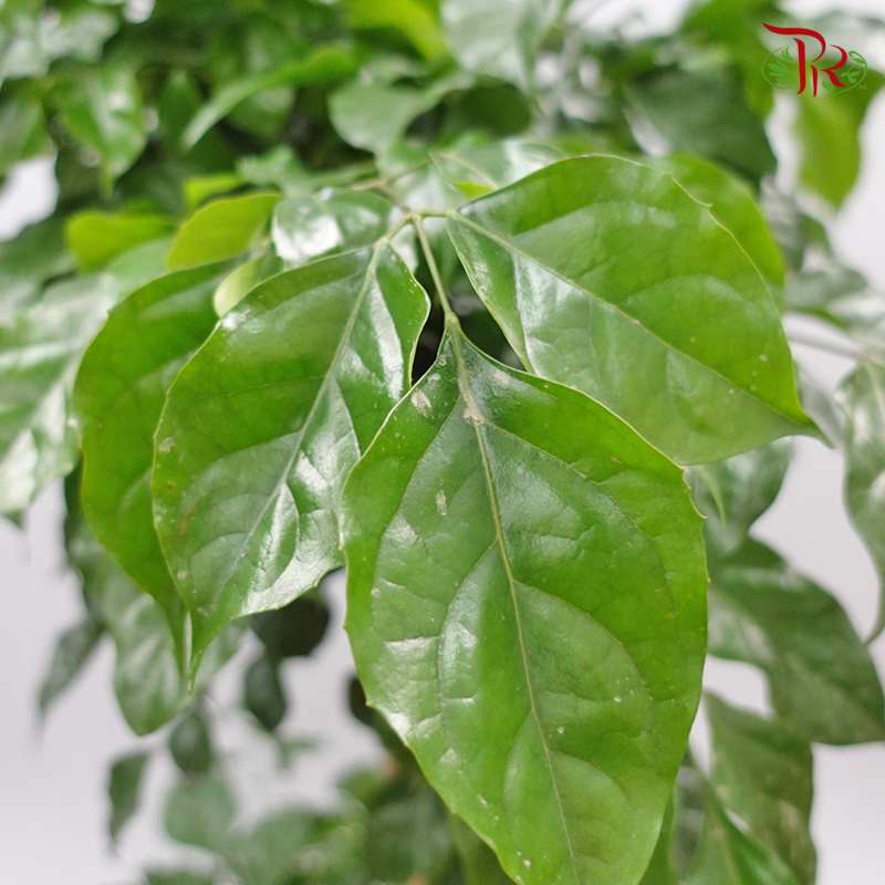 Radermachera 2 Layers《幸福树/绿宝》-Pudu Ria Florist-prflorist.com.my