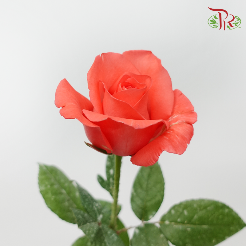 Rose - Coral Orange (10 Stems)-Orange-Malaysia-prflorist.com.my