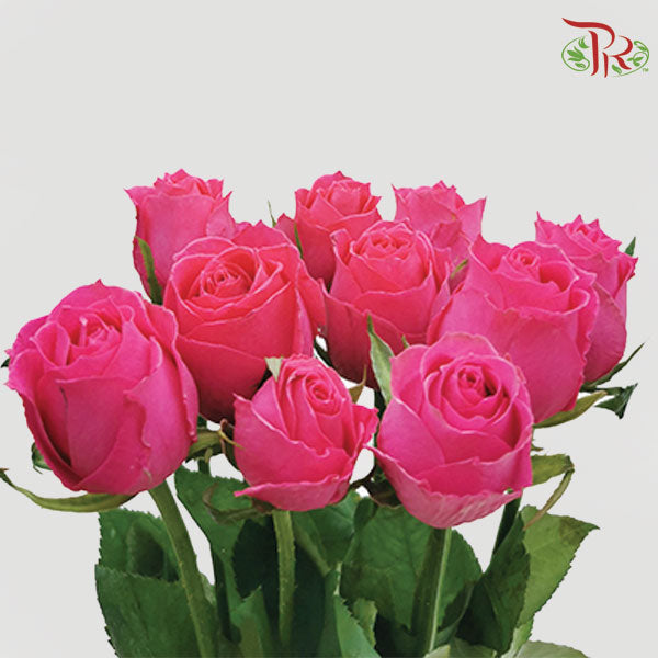 Rose - Freud Cherry Pink / Hot Pink / Dark Pink(10 Stems)-China-prflorist.com.my
