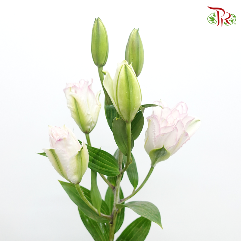 Rose Lily - Ice Queen 4+ (5 Stems)-White With Pink Line-China-prflorist.com.my